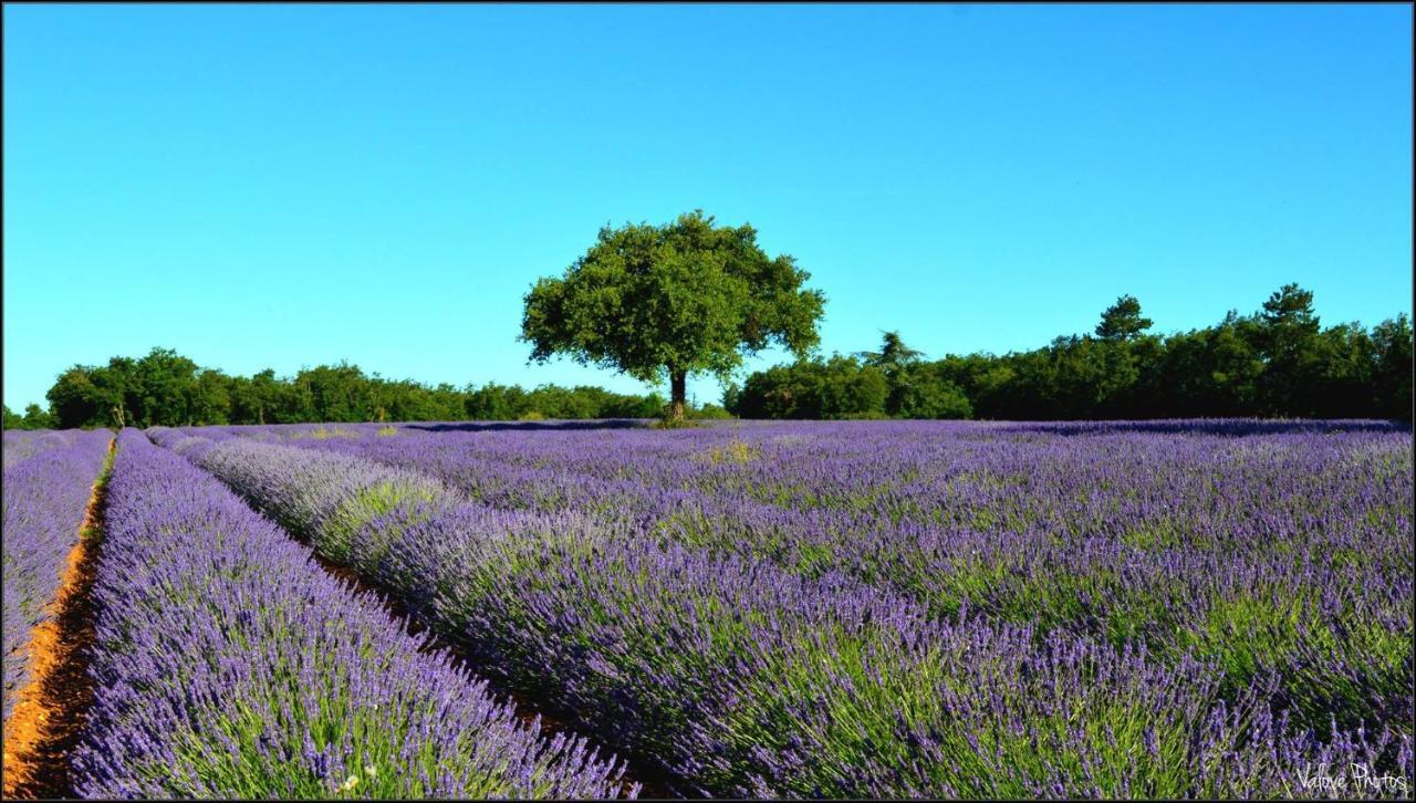 L'Oustaou Du Luberon Et Spa Villelaure Ngoại thất bức ảnh